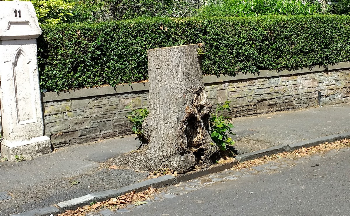 Bristol Trees in Crisis – some personal thoughts…